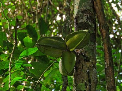 Adenocalymma calcareum, photographed by Sidnei Dantas