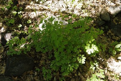 Aquilegia longissima, photographed by Eric Knight