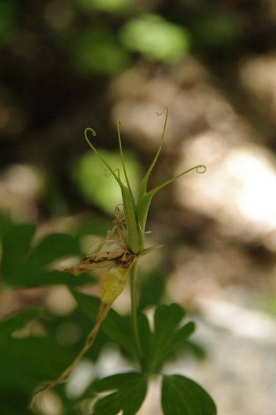 Aquilegia longissima, photographed by Eric Knight