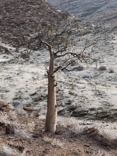 Moringa ovalifolia, photographed by Dave U