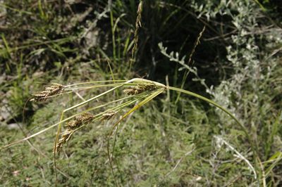 Cyperus sphaerolepis, photographed by Eric Knight