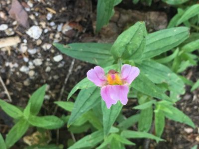 Erythranthe erubescens, photographed by Brendan Black