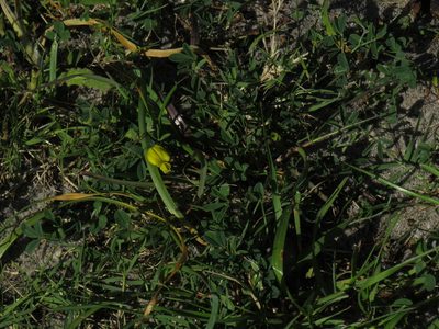 Crotalaria excisa, photographed by Jeremy Gilmore