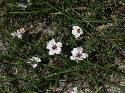 Adenandra uniflora, photographed by Jeremy Gilmore