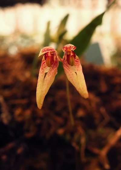 Bulbophyllum kaitiense, photographed by Siddarth Machado