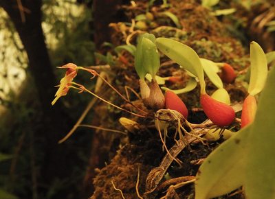 Bulbophyllum kaitiense, photographed by Siddarth Machado