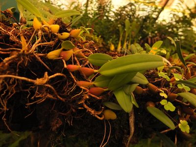 Bulbophyllum kaitiense, photographed by Siddarth Machado