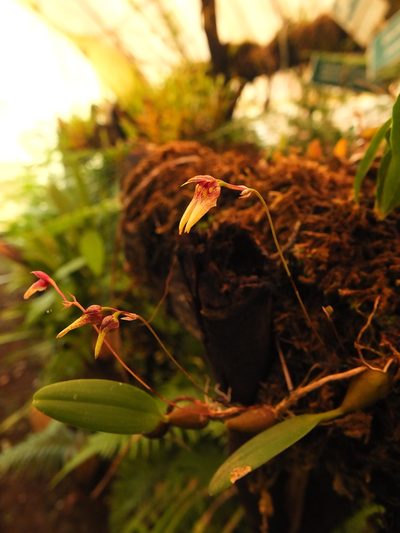 Bulbophyllum kaitiense, photographed by Siddarth Machado