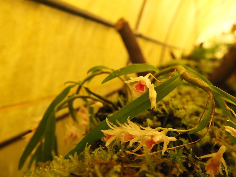 Dendrobium panduratum, photographed by Siddarth Machado