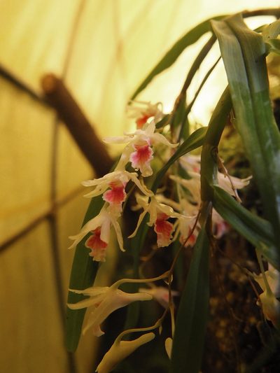 Dendrobium panduratum, photographed by Siddarth Machado
