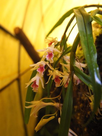 Dendrobium panduratum, photographed by Siddarth Machado