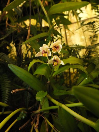 Eria coronaria, photographed by Siddarth Machado