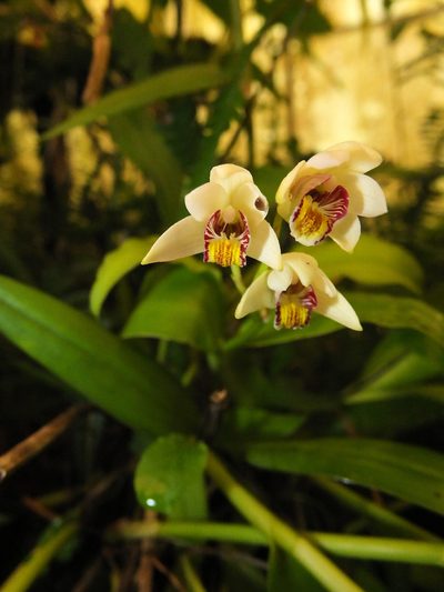 Eria coronaria, photographed by Siddarth Machado