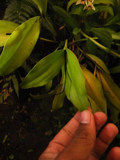 Eria coronaria, photographed by Siddarth Machado