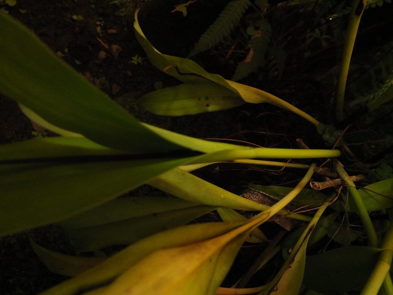 Eria coronaria, photographed by Siddarth Machado