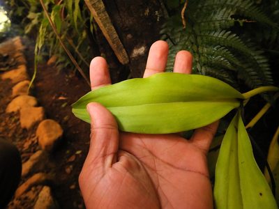 Eria coronaria, photographed by Siddarth Machado