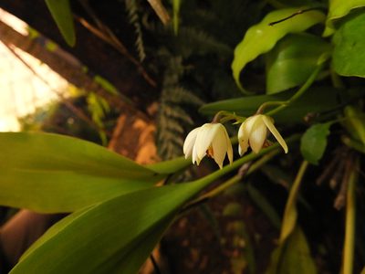 Eria coronaria, photographed by Siddarth Machado