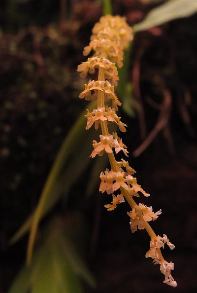 Oberonia verticillata, photographed by Siddarth Machado