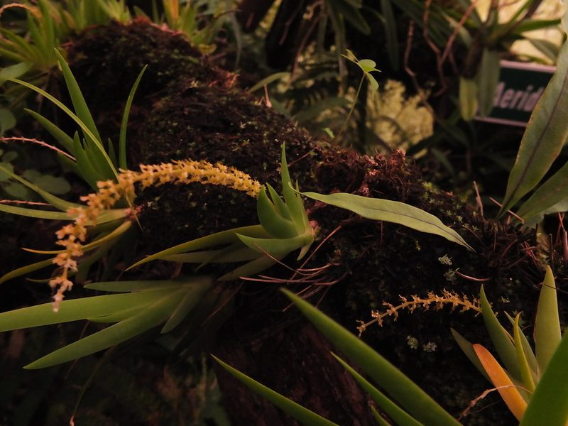 Oberonia verticillata, photographed by Siddarth Machado