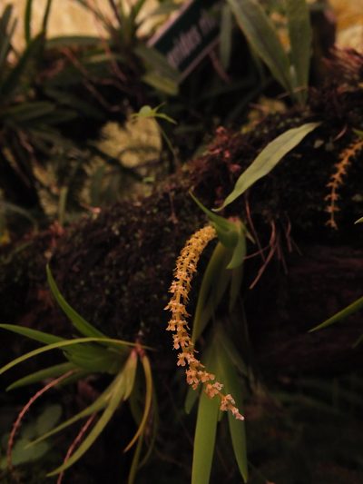 Oberonia verticillata, photographed by Siddarth Machado