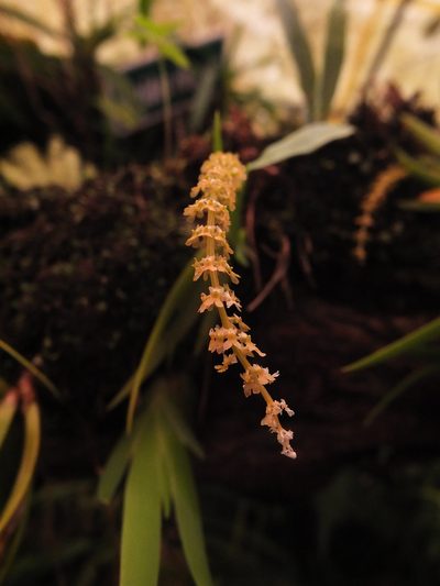 Oberonia verticillata, photographed by Siddarth Machado