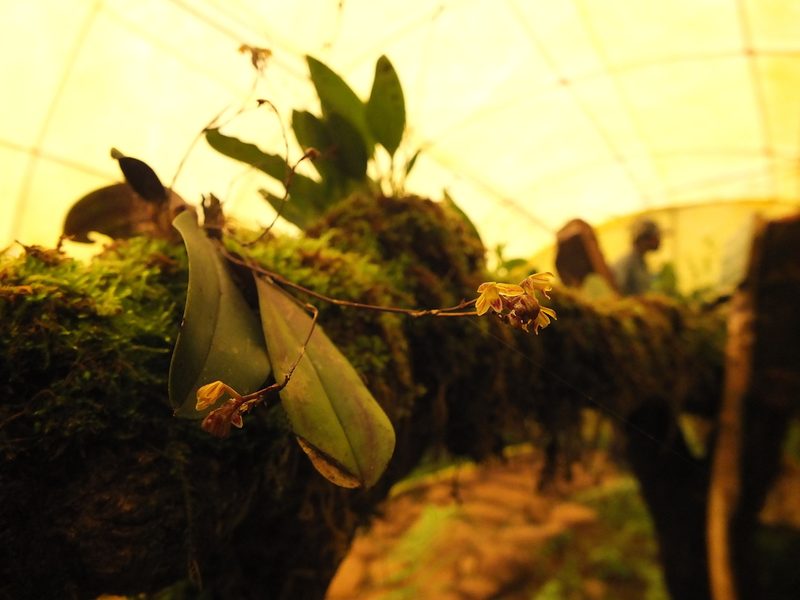 Sirhookera latifolia, photographed by Siddarth Machado