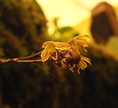 Sirhookera latifolia, photographed by Siddarth Machado