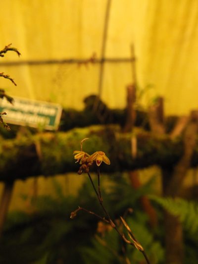 Sirhookera latifolia, photographed by Siddarth Machado
