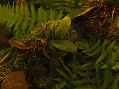 Sirhookera latifolia, photographed by Siddarth Machado