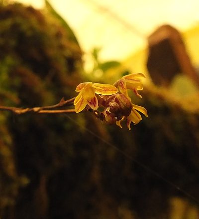 Sirhookera latifolia, photographed by Siddarth Machado