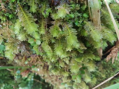 Schistochila appendiculata, photographed by Emily Roberts