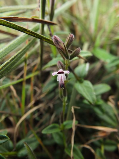 Andrographis lobelioides, photographed by Siddarth Machado