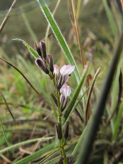 Andrographis lobelioides, photographed by Siddarth Machado