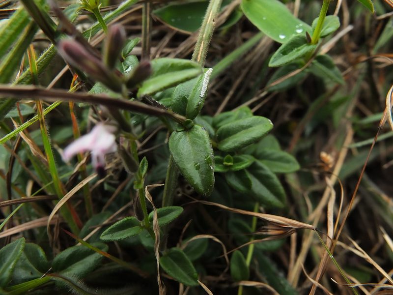 Andrographis lobelioides, photographed by Siddarth Machado