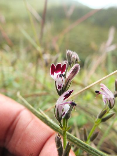 Andrographis lobelioides, photographed by Siddarth Machado