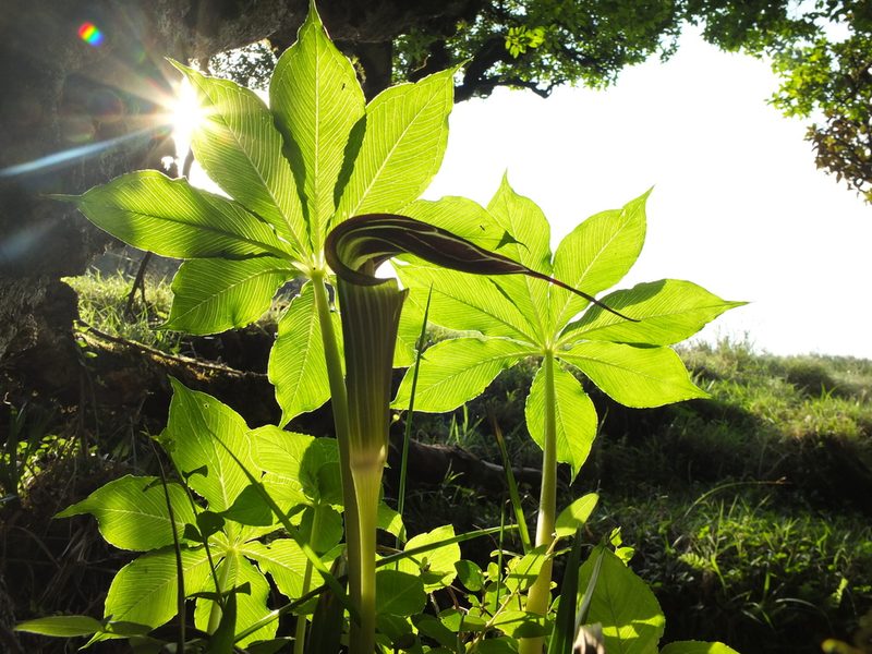 Arisaema leschenaultii, photographed by Siddarth Machado