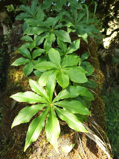 Arisaema leschenaultii, photographed by Siddarth Machado