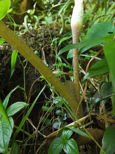 Arisaema leschenaultii, photographed by Siddarth Machado