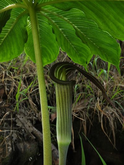 Arisaema leschenaultii, photographed by Siddarth Machado
