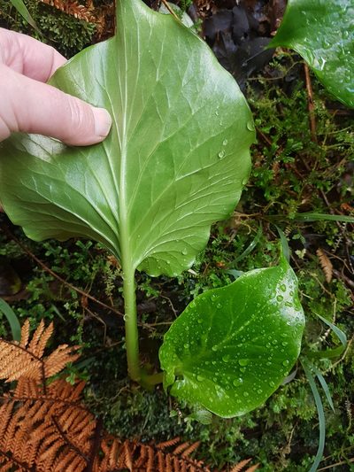 Cardiocrinum giganteum, photographed by Emily Roberts