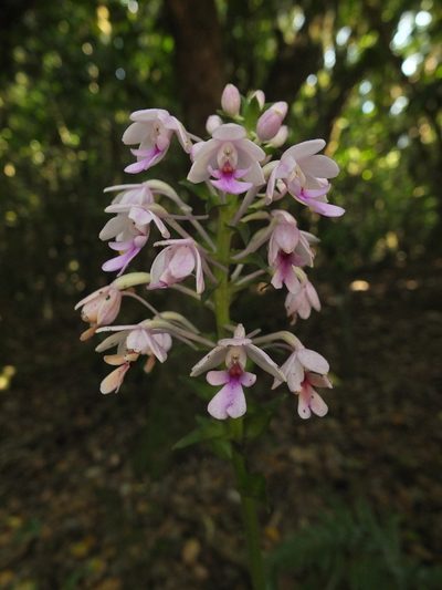Calanthe masuca, photographed by Siddarth Machado