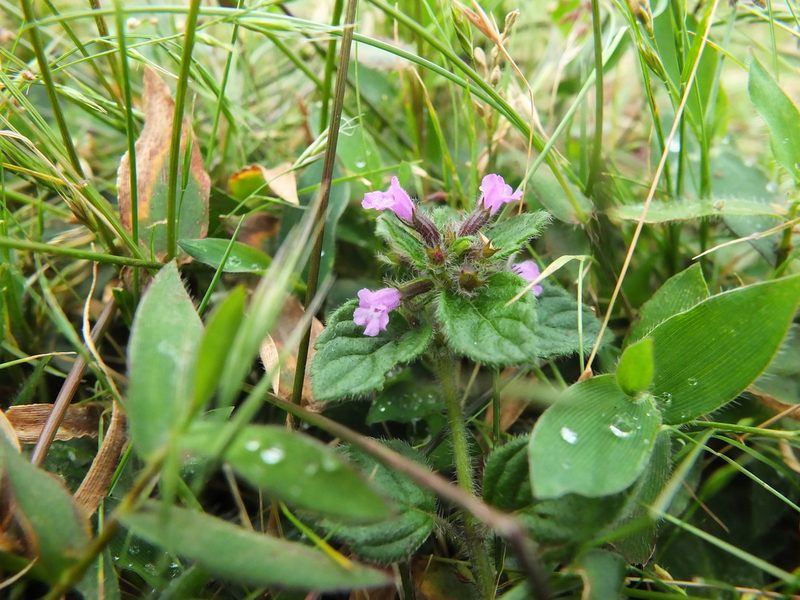 Clinopodium umbrosum, photographed by Siddarth Machado