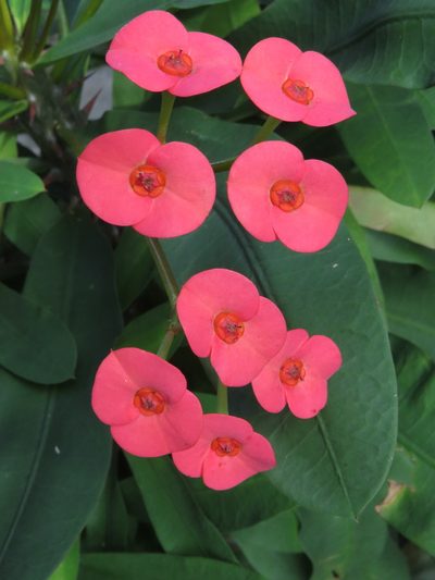 Euphorbia milii, photographed by Diogo Luiz
