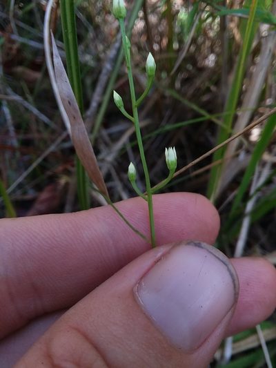 Bartonia paniculata, photographed by Will McFarland