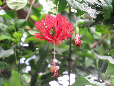 Hibiscus schizopetalus, photographed by Diogo Luiz