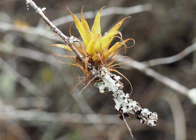 Racinaea insularis, photographed by John G. Phillips