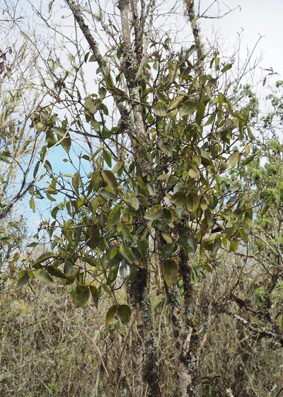Phoradendron berteroanum, photographed by John G. Phillips