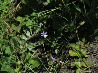 Nemesia affinis, photographed by Jeremy Gilmore