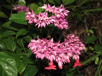 Clerodendrum thomsoniae, photographed by Diogo Luiz