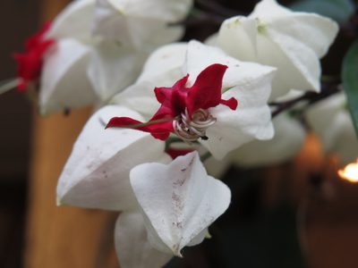 Clerodendrum thomsoniae, photographed by Diogo Luiz